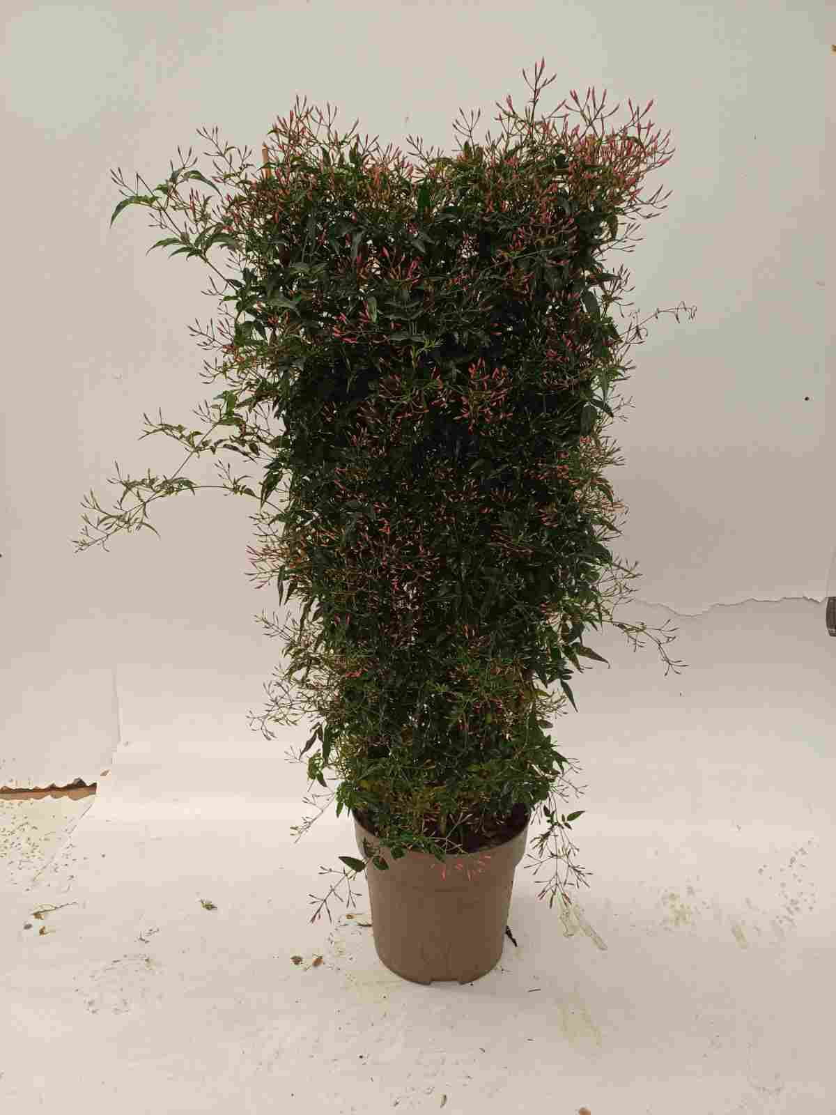JASMIN POLYANTHUM C 25 ESPALDERA 1.20 M "P"